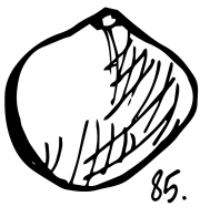 <strong>#85</strong> Shell